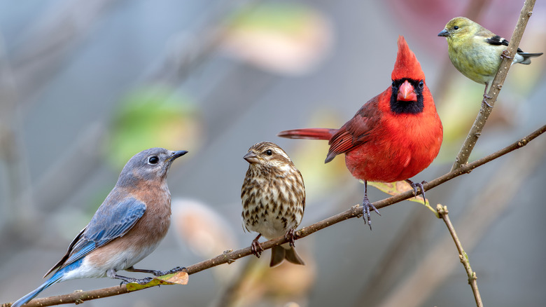 four birds perched on branch