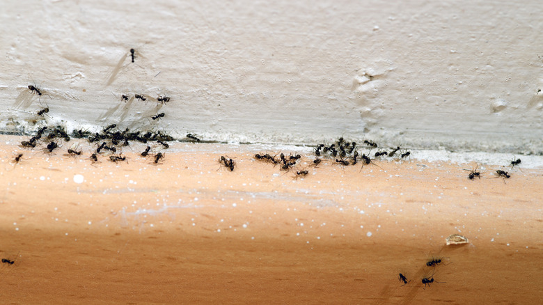 ants on baseboard 