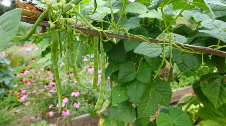 Green beans grow on a trellis in the garden