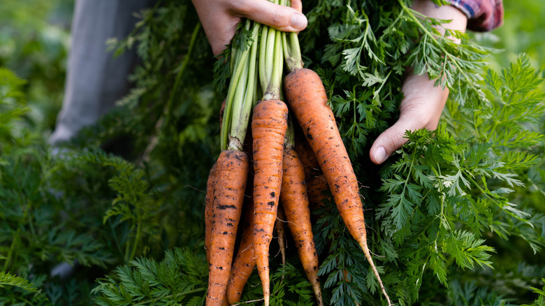 A gardener holds a bunch of freshly-harvested carrots