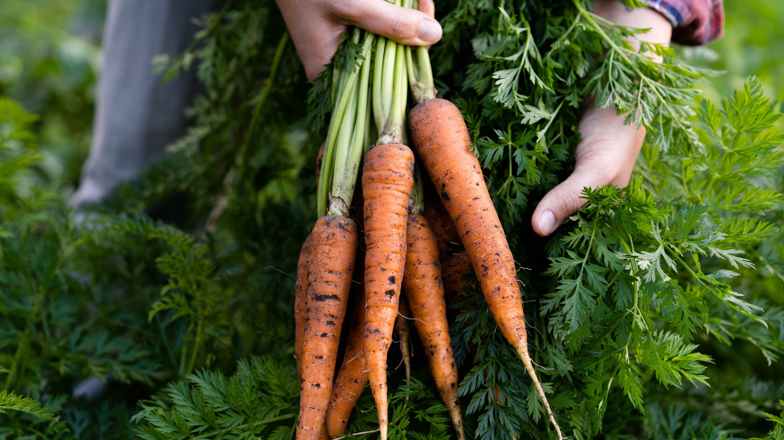 Watch Your Carrots Thrive With The Help Of These Companion Plants