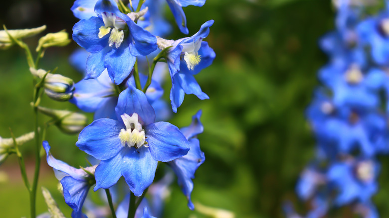 A close-up photo shows blue larkspur blooming in a garden