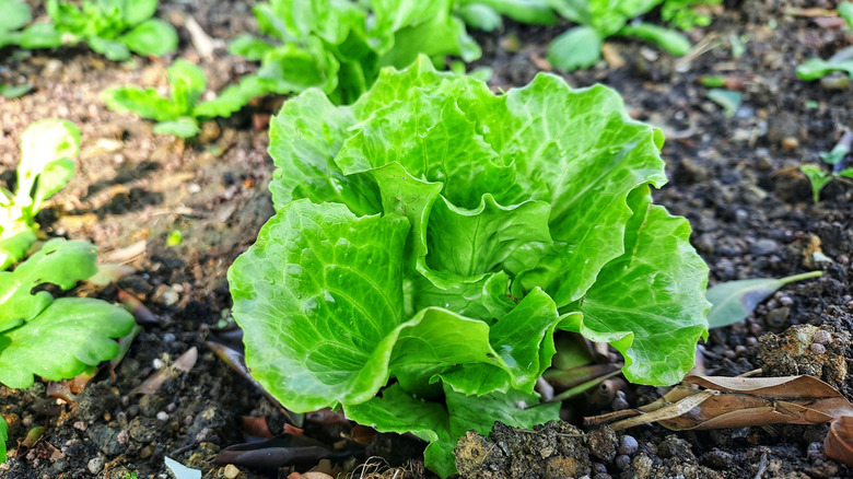 green lettuce heads poke out of the soil in a garden