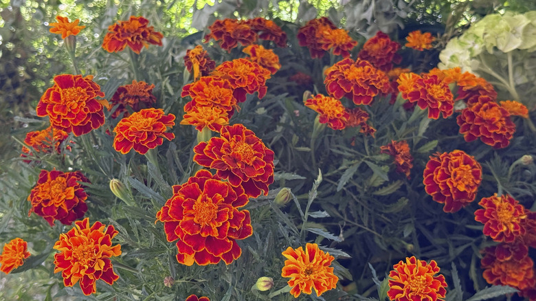 A cluster of marigold flowers grow in a garden
