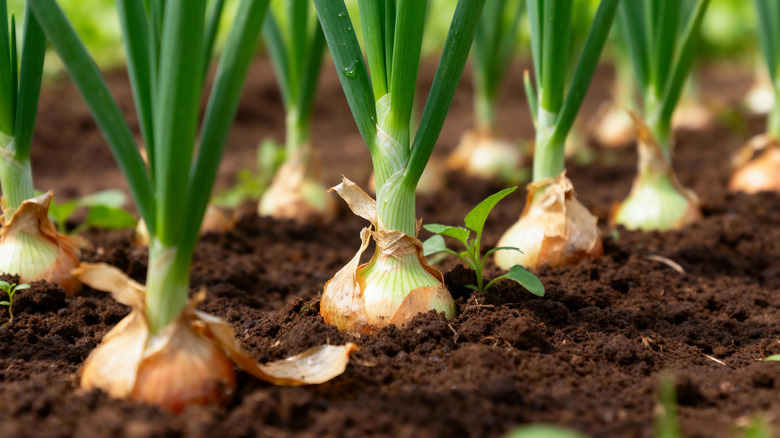 Onion plants grow next to a carrot crop in a raised garden bed