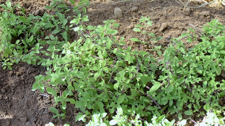 Oregano grows outdoors in the garden on a sunny day