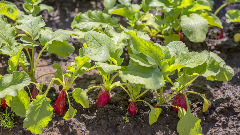 Radishes grow in a row in garden soil