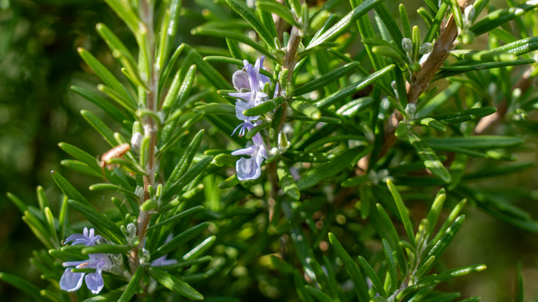 A close-up photo shows the green leaves and purple flowers of a rosemary plant