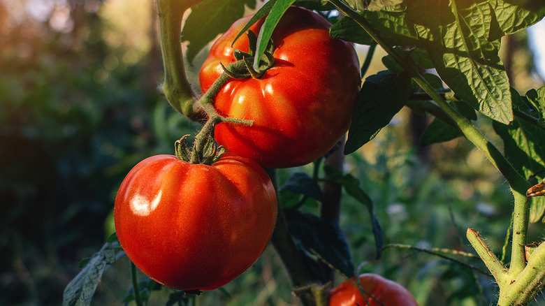 A plant bears fully-grown red tomatoes as well as developing green tomatoes in a greenhouse