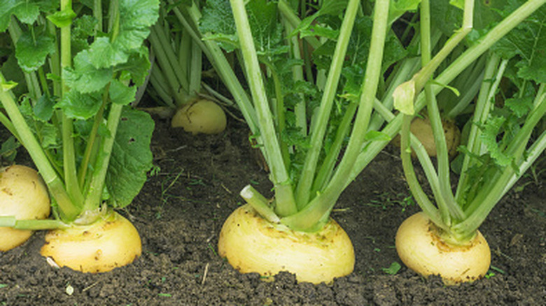 A row of white turnips grow in an outdoor garden