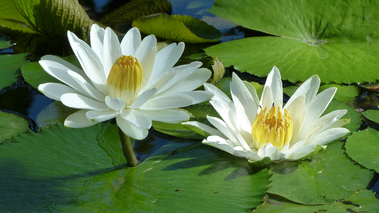 White water lilies