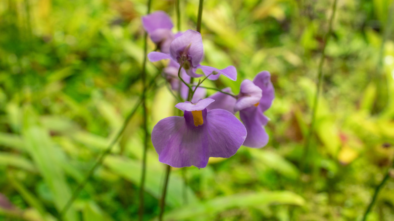 Purple flowers of a bladderwort species up close