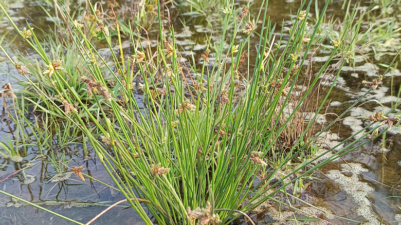 A clump of common rush growing up out of shallow water