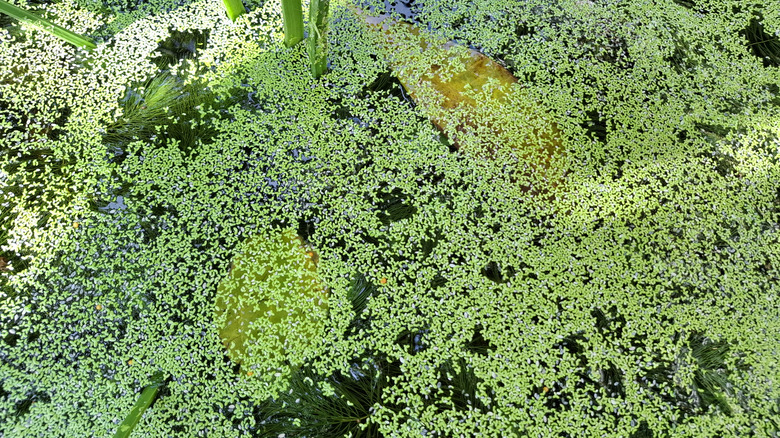 Water filled with green plant sand the surface coated with duckweed