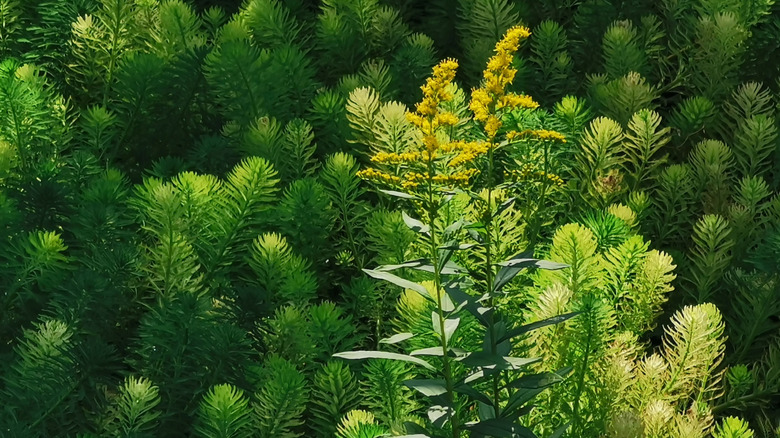 A large patch of hornwort with a yellow plant growing in front