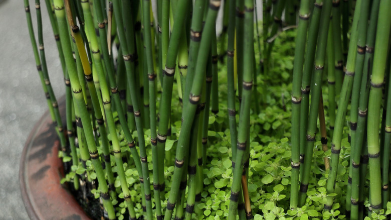 A closeup of the bottom of horsetail branches in a brown pot growing upwards