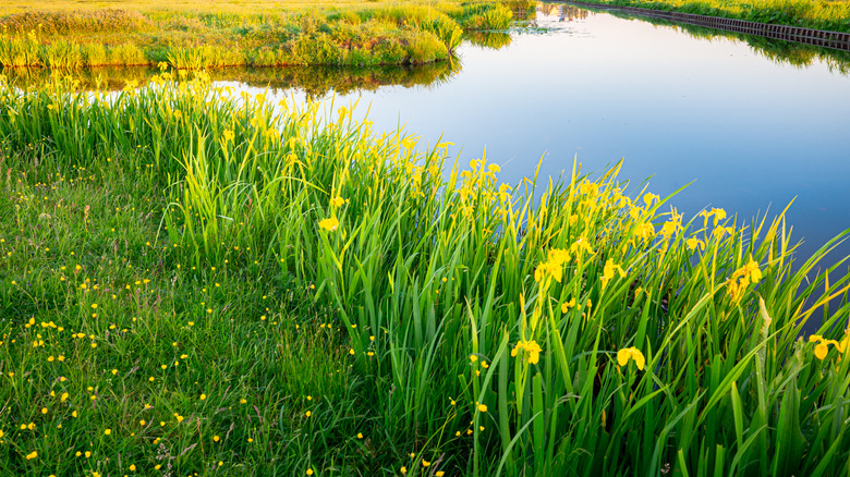 Yellow irises growing in abundance along the edge of a pond