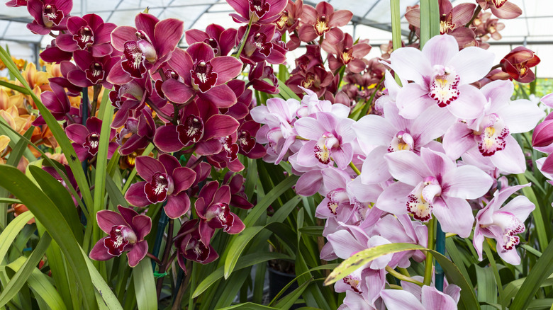 A series of different colored orchids in a greenhouse