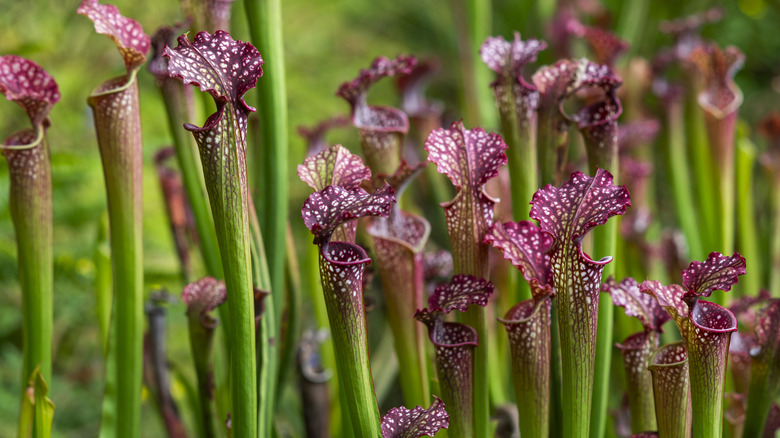 A close up of pitcher plants with reddish purple veined tops on a green background