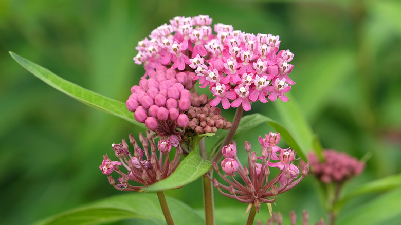 A close-up of the flower clusters found on swamp milkweed, with beautiful and tiny pink blooms