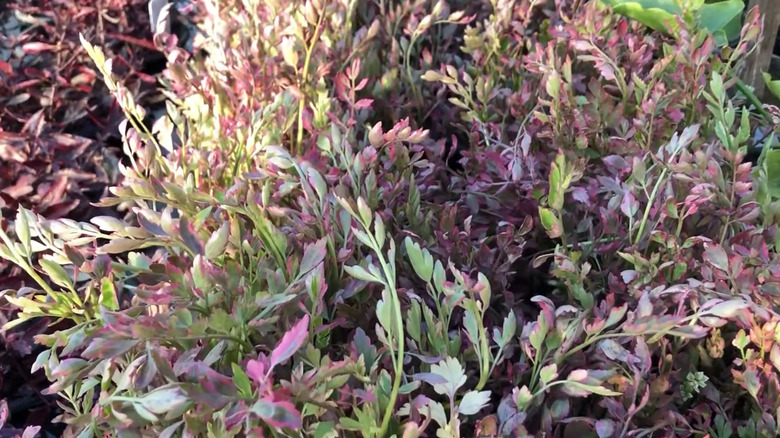 A close up of a patch of variegated water celery partially in the sun in pots