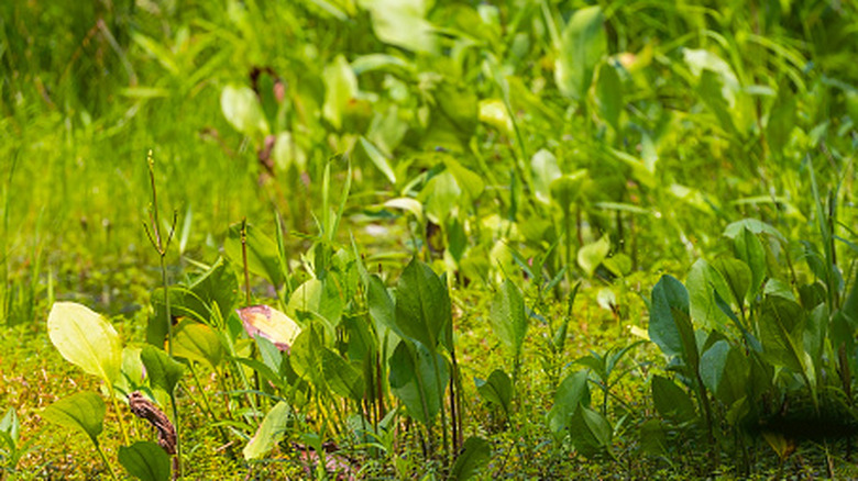 A field of water plantains amongst other small marshy plants
