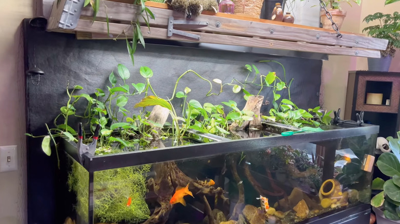 pothos plants in an aquarium