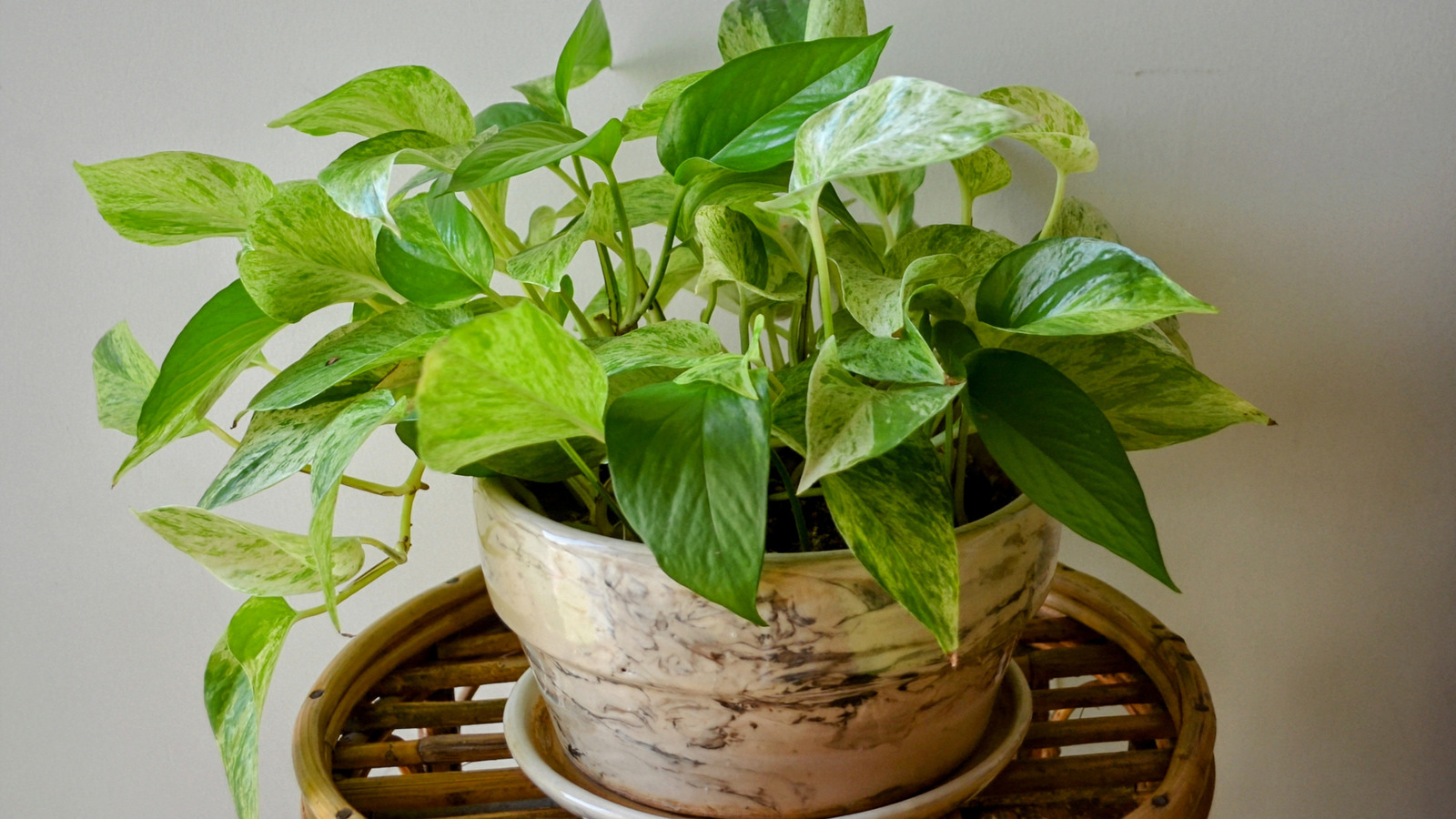 Watering Hacks That Help Indoor Pothos Plants Thrive