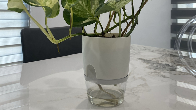 pothos in a self-watering pot