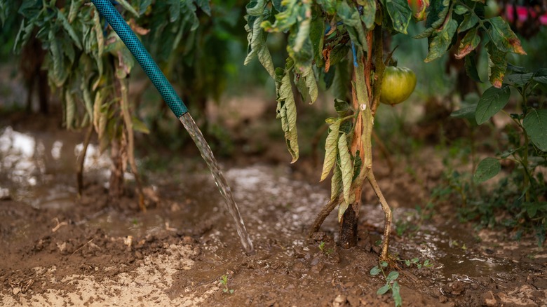 Hose watering tomato plants directly on the soil