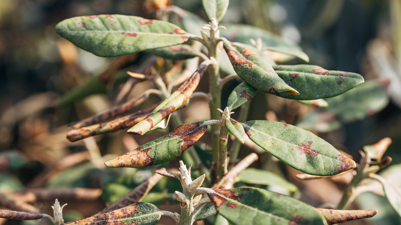 Plant with oval leaves in the sun with brown spots