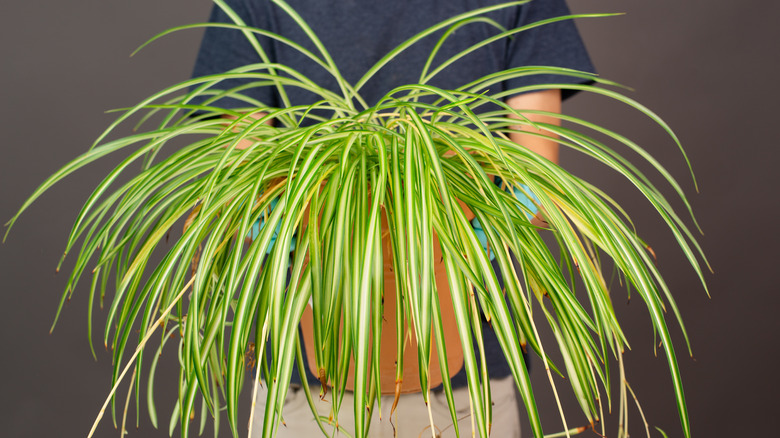 person holding spider plant