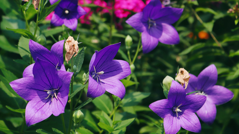 blooming balloon flowers