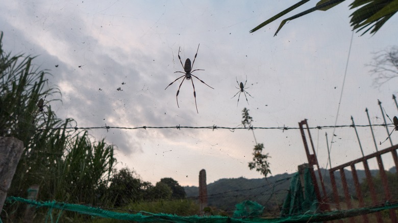 Silk orb-weaver spider