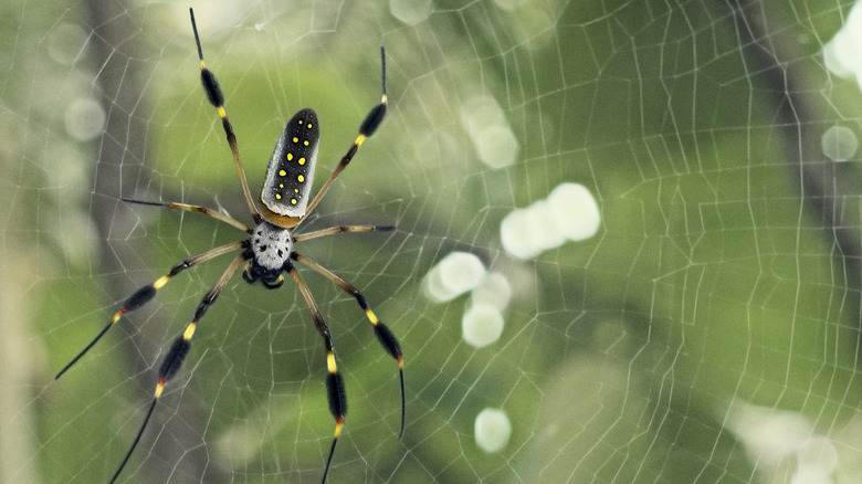 Banana spider on web