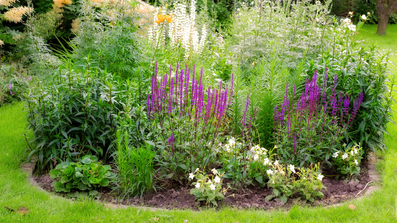 Island bed in lawn