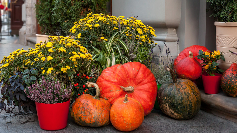 Pumpkins lining a path