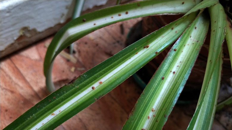 aphids on houseplant