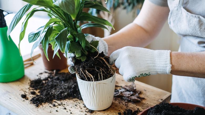 woman repotting plant