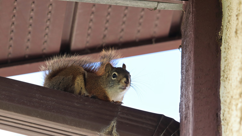 Squirrel on roof beam