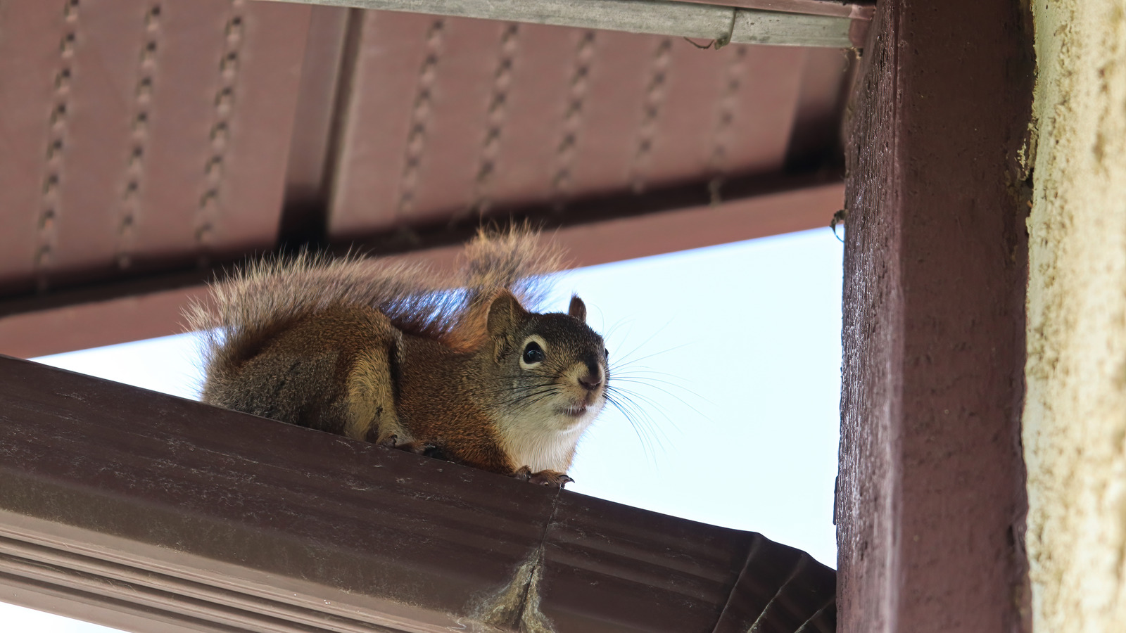 NEW! Attic Squirrel Repellent. DRIVES SQUIRRELS OUT FAST! 5 PK