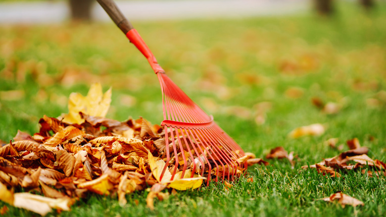 person raking leaves in fall