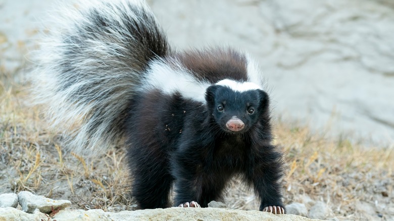 skunk standing on a rock