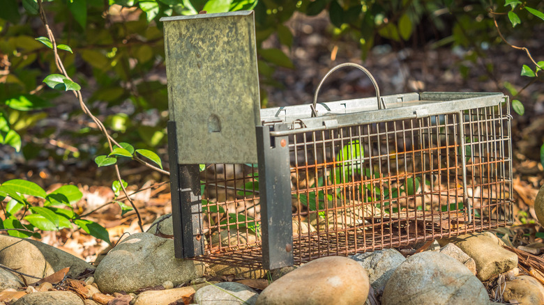 catch and release wildlife trap outdoors