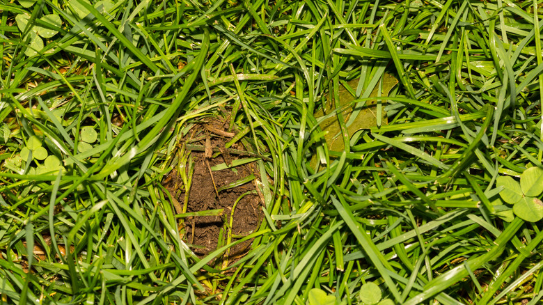 hole from skunk grubbing in yard
