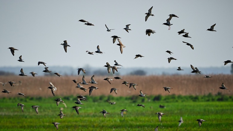 Small birds migrating