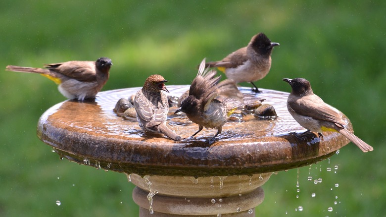 birds in a birdbath