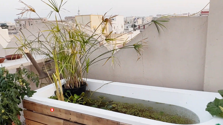 Bathtub pond on a city roof with potted plants in and around the pond and a wood frame