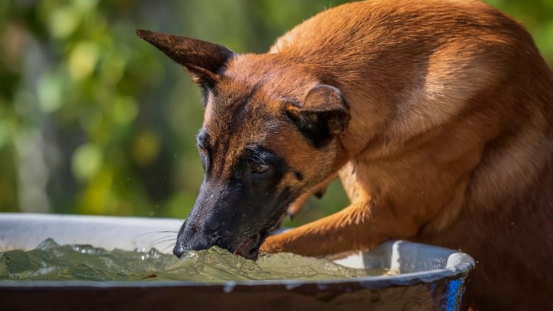 Dog drinking from a large metal tub
