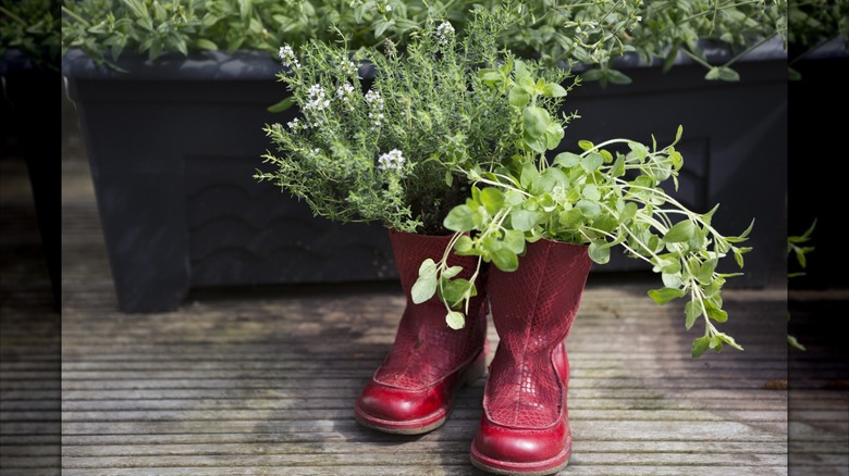 Boots made into planters
